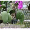 花卉苗床網(wǎng)廠家供應，溫室苗床網(wǎng)廠家直銷
