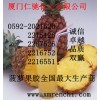菠蘿果膠，福建菠蘿果膠生產(chǎn)商，廈門哪里有菠蘿果膠食品級(jí)