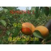 酵母抽取物，酵母抽取物應(yīng)用范圍