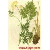現(xiàn)貨供應(yīng)川芎提取物/大麥芽提取物