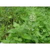 供應(yīng)荊芥提取物