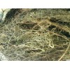 供應(yīng)白花蛇舌草提取物
