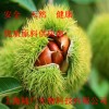 56377-79-8三仙膠，三仙膠價格，三仙膠作用