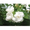 歐亞玫瑰香精、高級洗護發(fā)香精、天然桂花香精、江南茉莉香精