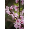 飄柔洗發(fā)水香精、東洋之花洗發(fā)水香精、清揚香波香精