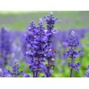 青蘋(píng)果香精、桂花香精、木瓜香精、薰衣草香精
