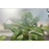 家電玻璃--星虹玻璃--溫潤(rùn)觸感，潔凈如新